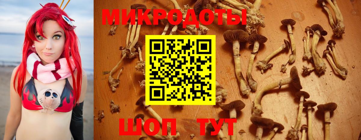 Галлюциногенные грибы Psilocybe Котовск